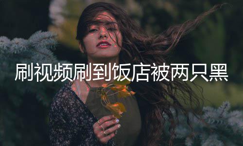 到饭店被店两只了刷视频刷破门主懵闯入黑熊