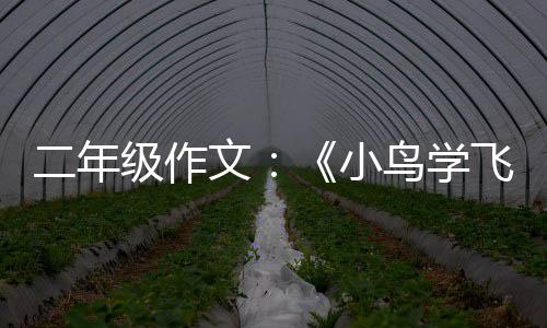 二年飞翔文鸟学级作小