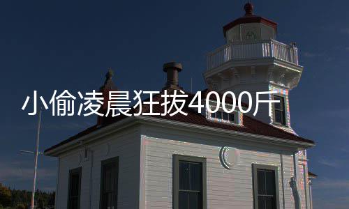 么的功头 凌晨芋头斤芋小偷效与是什作用狂拔