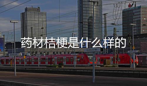 么样的药材桔梗是什
